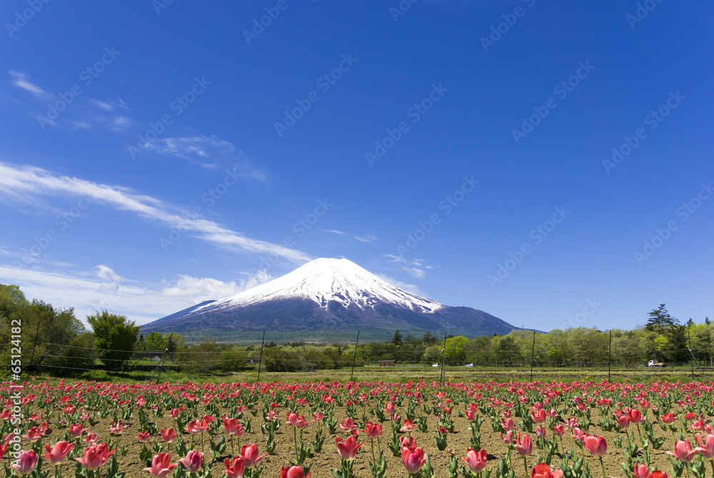 富士山とチューリップ畑