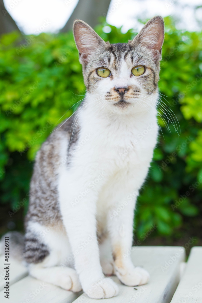 野良猫 野良猫