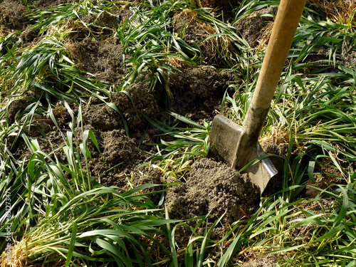 digging of green manure into the soil for fertilizing