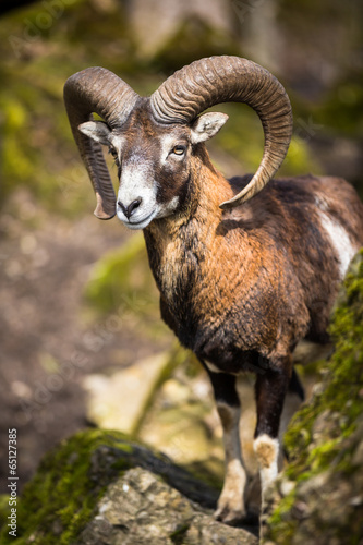 The mouflon (Ovis orientalis) © lightpoet