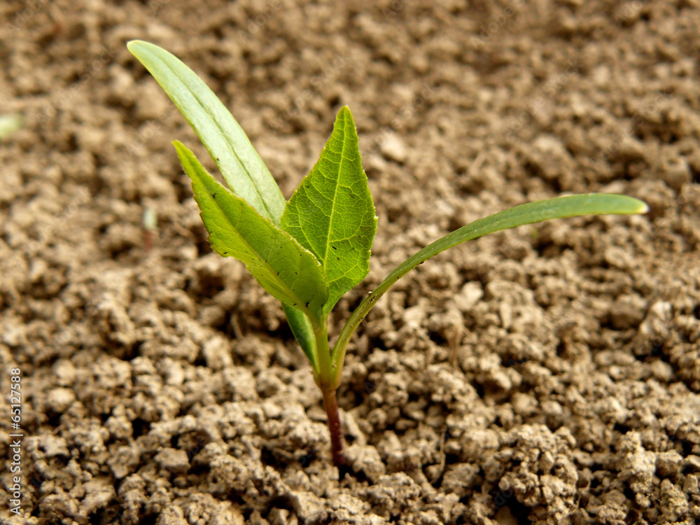 Fototapeta premium ash-tree seedling