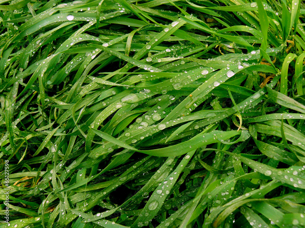 green grass background with raindrops green grass background with raindrops