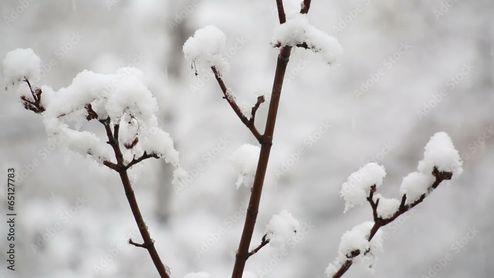 heavy snowfall on the background of snowy trees heavy snowfall on the background of snowy trees