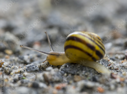 snail