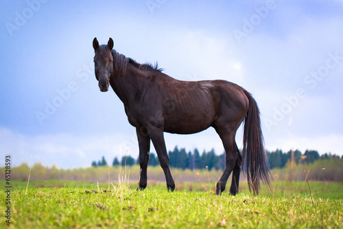 Trakehner black stallion