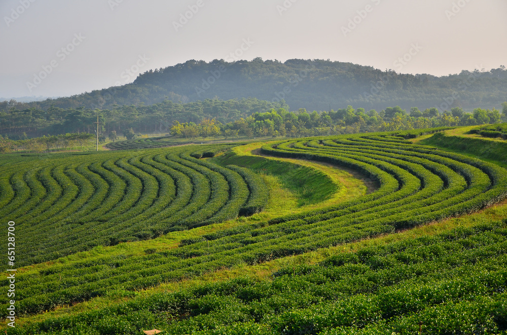 Tea Plantation Garden