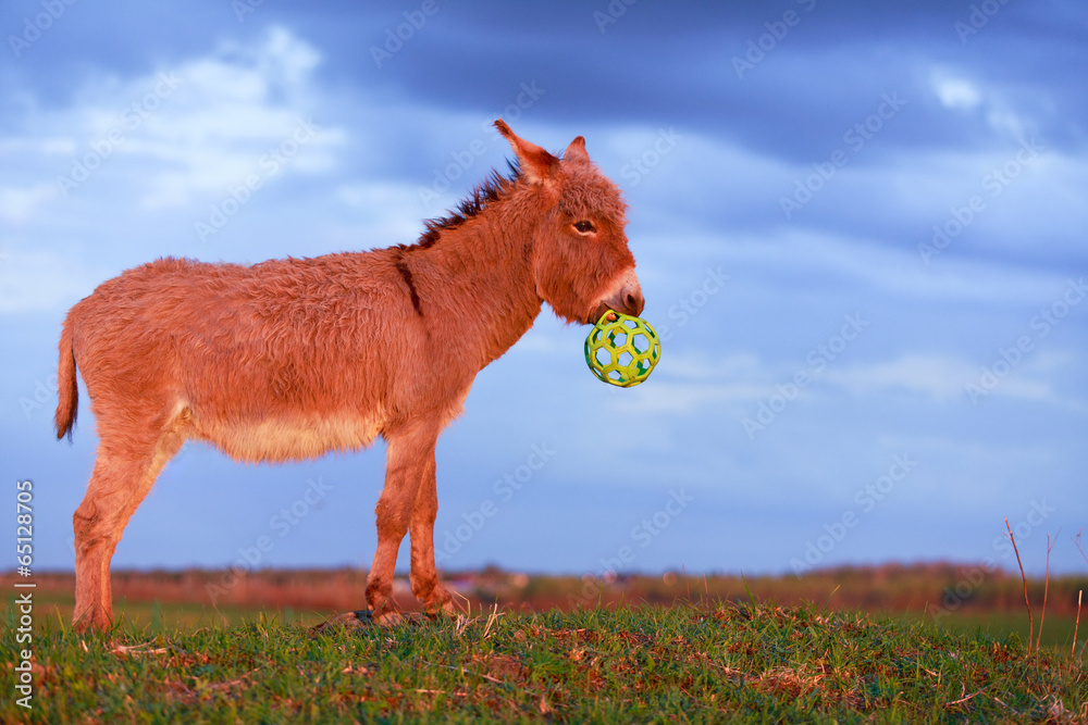 Grey donkey Grey donkey