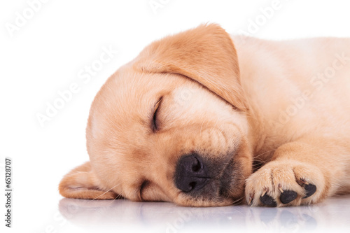closeup of a labrador retriever puppy dog sleeping