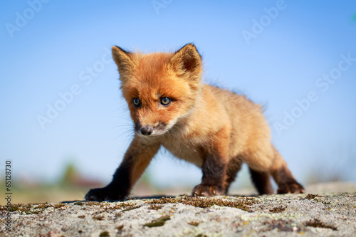 red fox pup © DragoNika