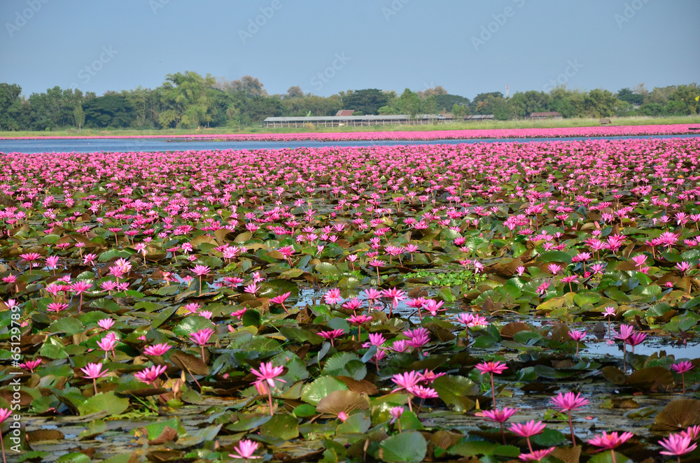Large Group of Lotus Flowers
