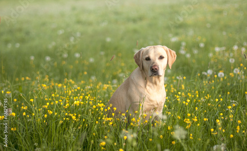 yellow labrador in a field of yellow
