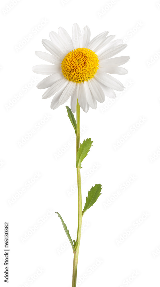 Fototapeta premium White daisy