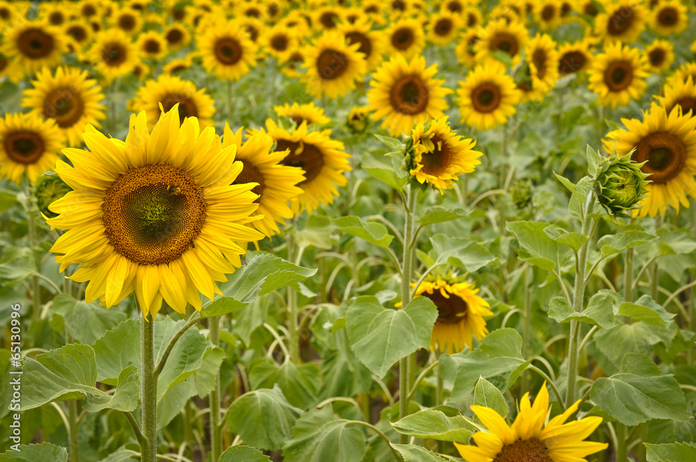 Sonnenblumen