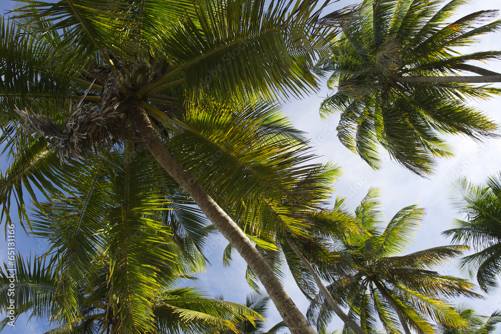 Coconut Palm Trees Grove From Below