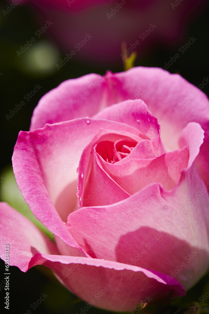 rose rose