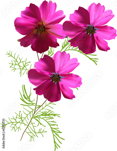 bunch of three pink isolated flowers illustration
