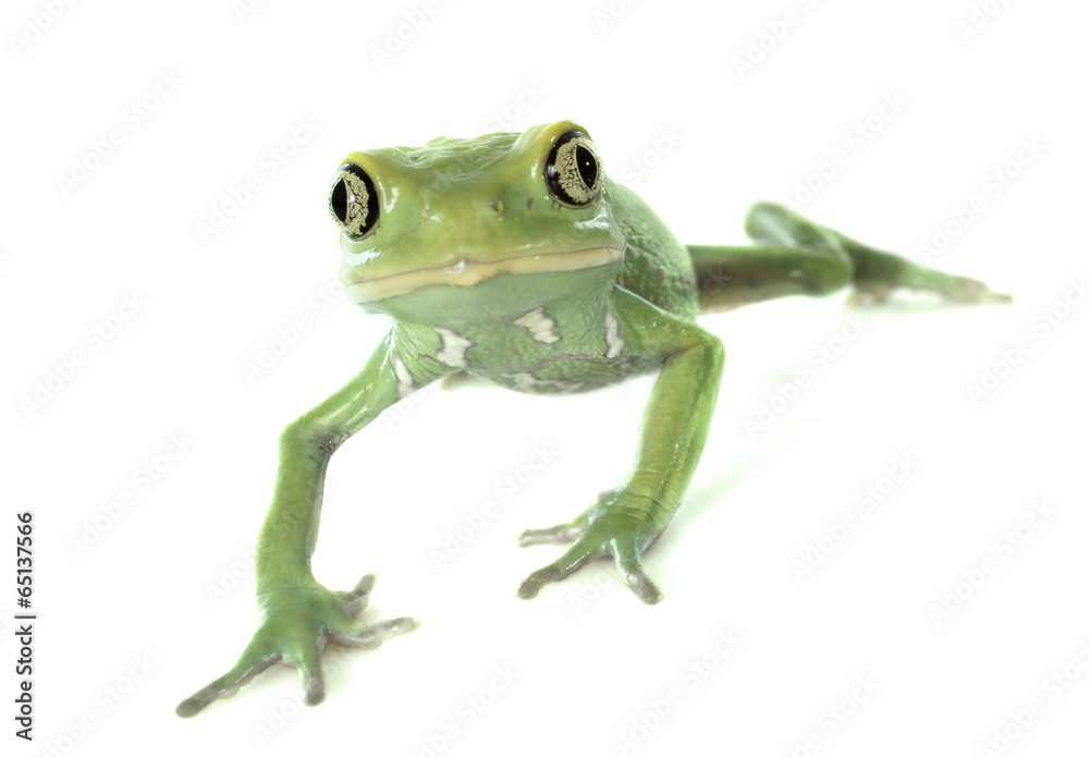 Fototapeta premium Phyllomedusa sauvagii