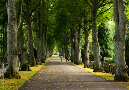 Fototapeta Naklejka Na Ścianę i Meble -  Alley of trees on the graveyard, Lund, Sweden