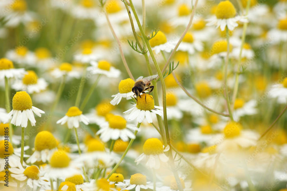 bee on chamomile flower spring season nature background - obrazy, fototapety, plakaty 
