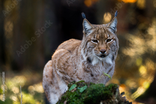 Close-up portrait of an Eurasian Lynx in forest (Lynx lynx)