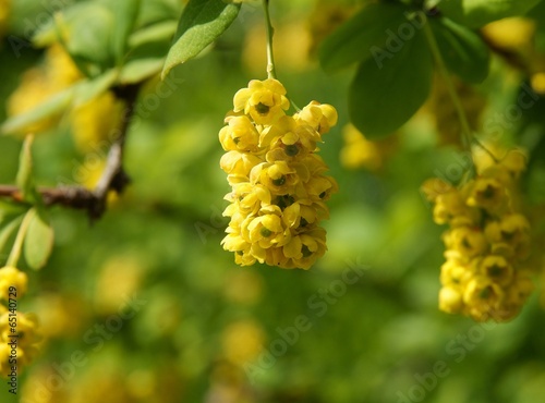 berberry shrub with yellow flowers photo