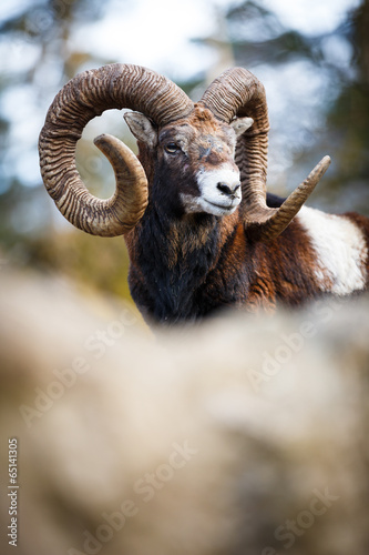 The mouflon (Ovis orientalis) photo