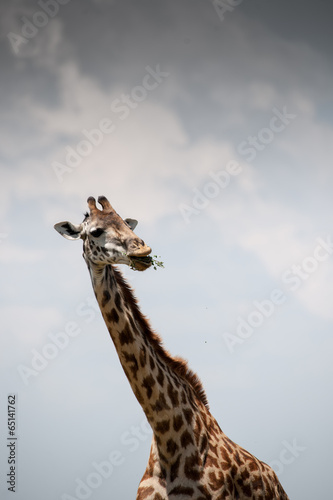 giraffe photo