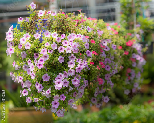 petunia in hanging baskets