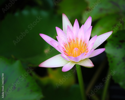 Lotus flower and Lotus flower plants