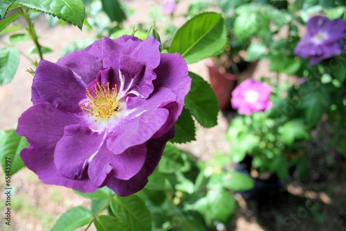 Rosa viola