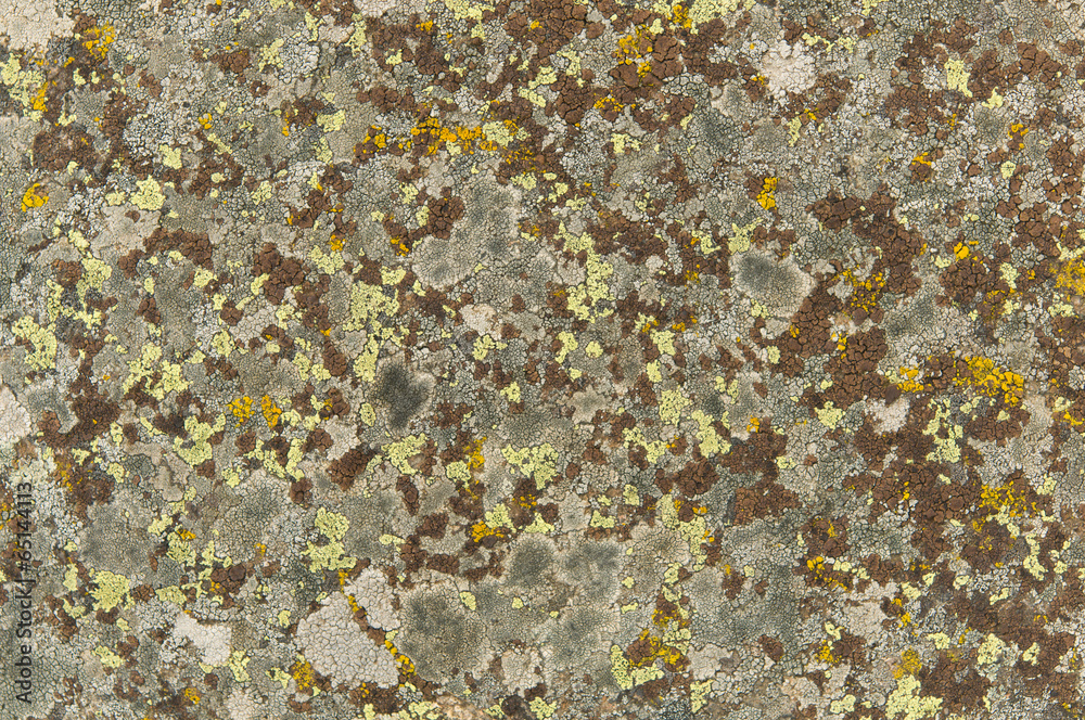 lichen on the rocks lichen on the rocks