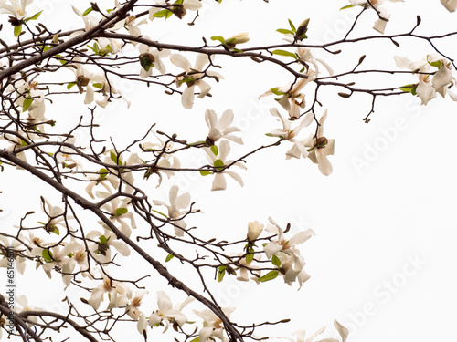 Blooming Magnolia flowers in blue sky