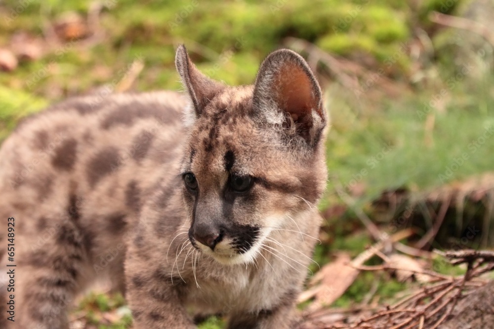 Obraz premium Puma kitten