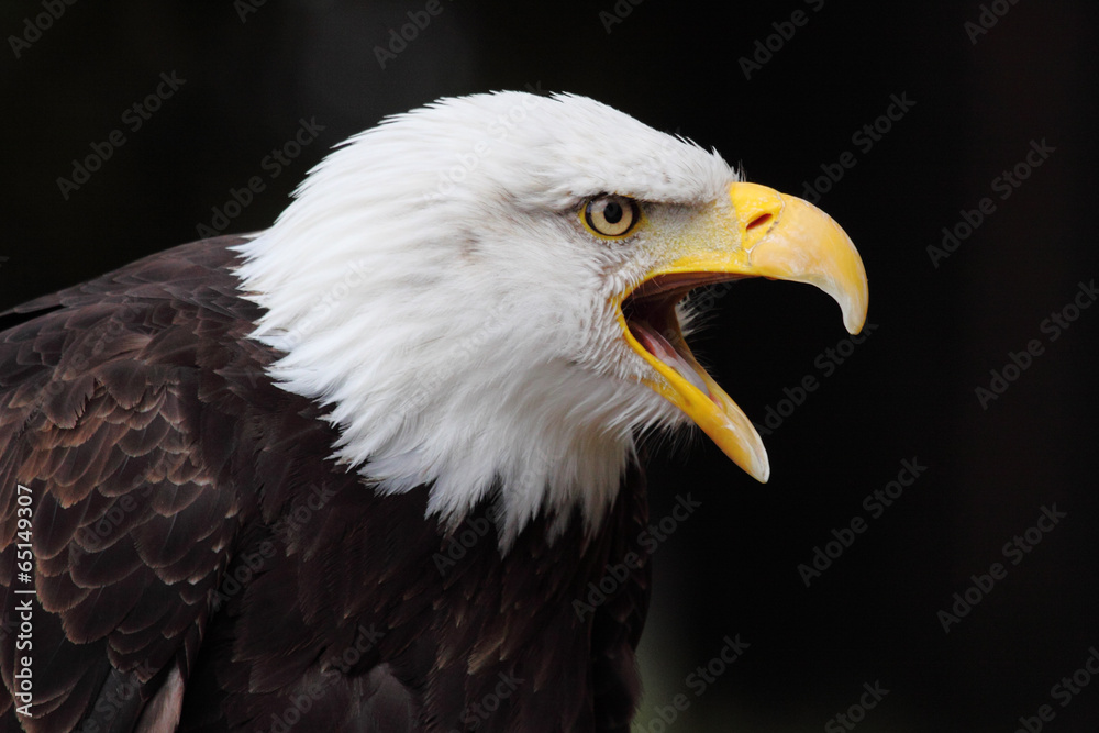 Obraz premium bald eagle