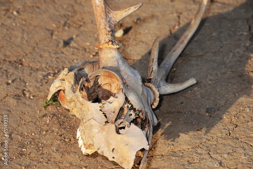 Skull and Drought