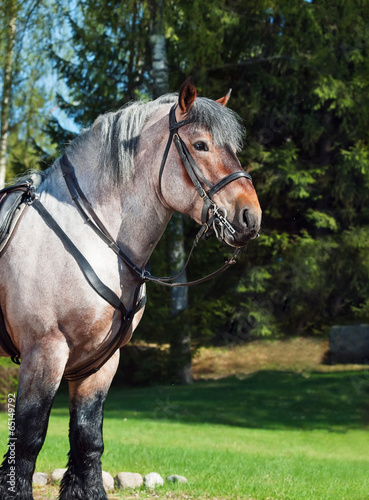 Portrait of Belgian draught horse.