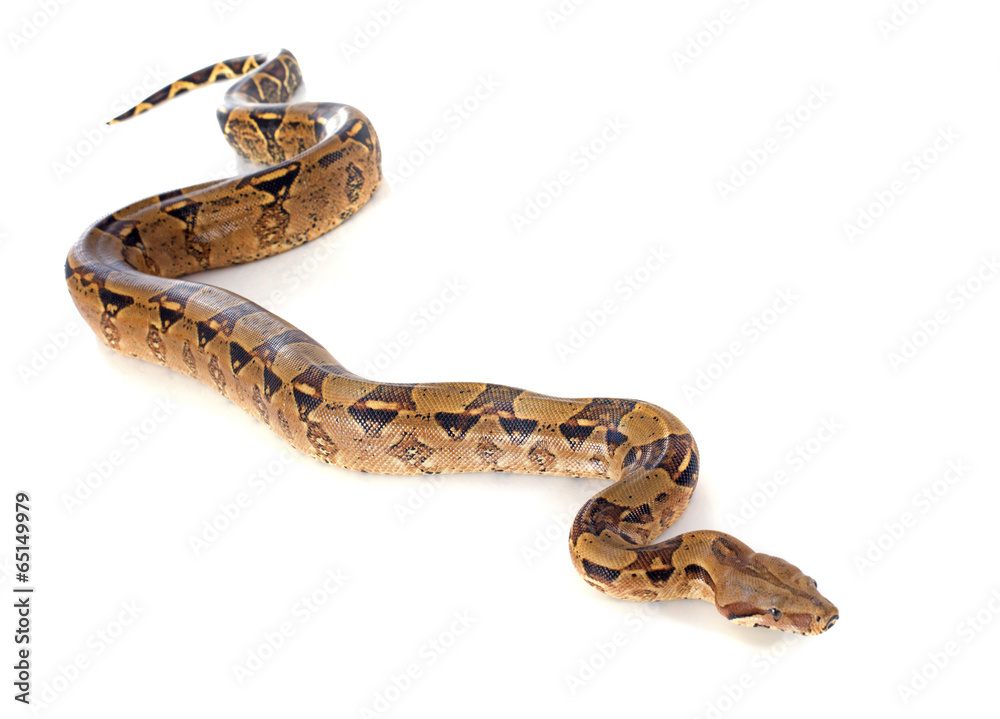 Boa constrictor Boa constrictor