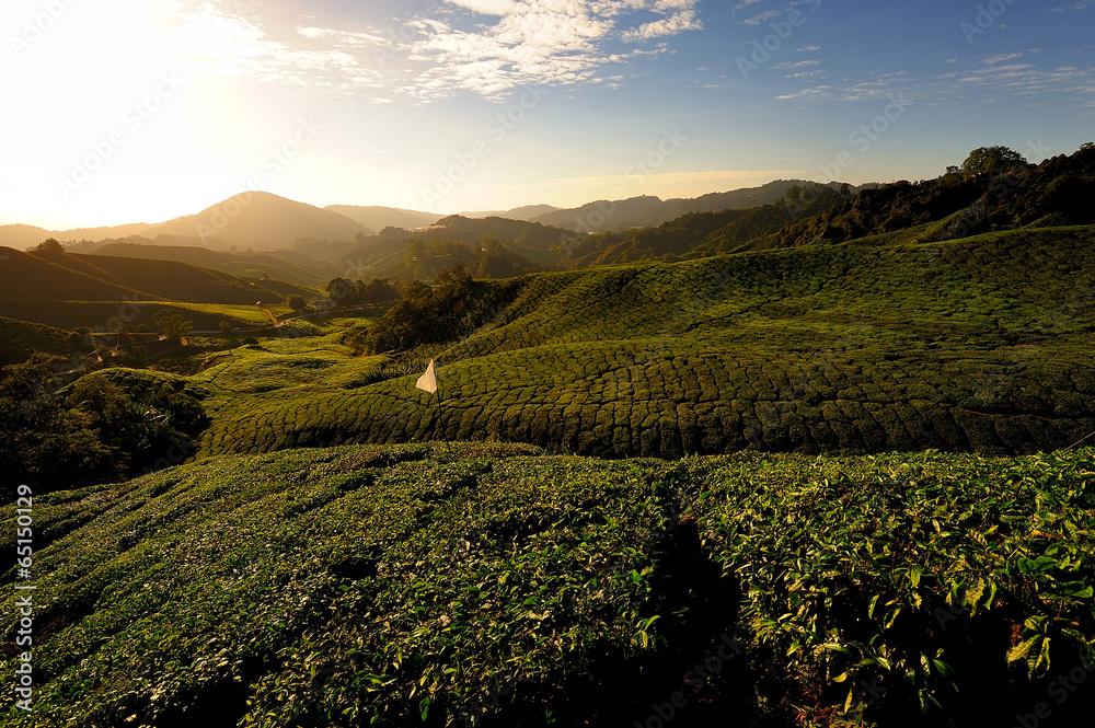 Obraz premium Tea Plantations on the Hill
