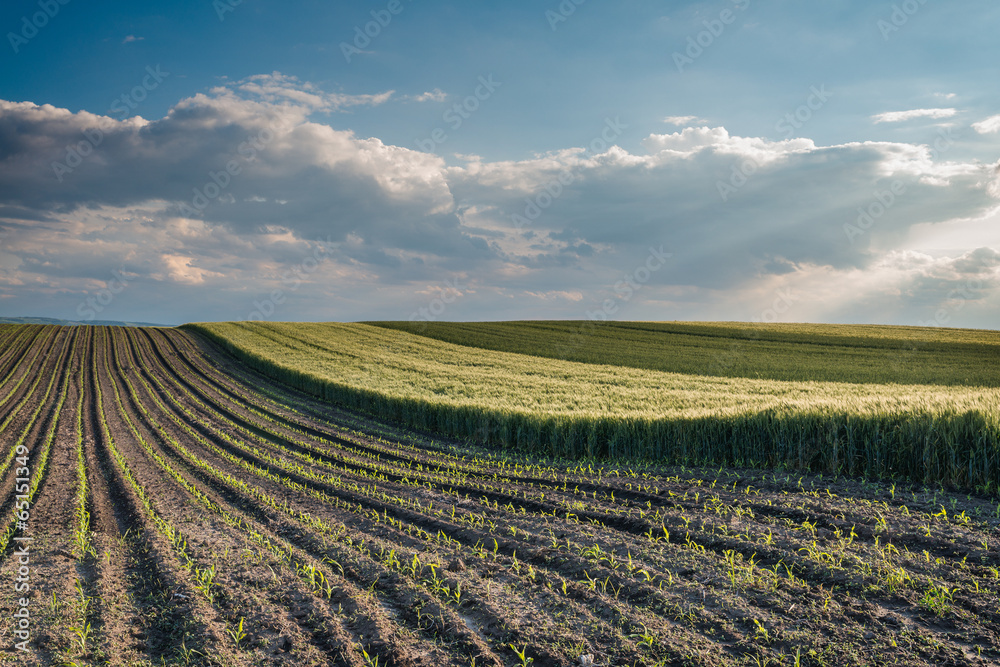 wheat field at sunset