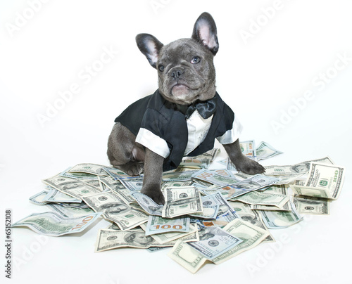 Rich Frenchbulldog