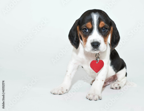 Sweet Beagle Puppy