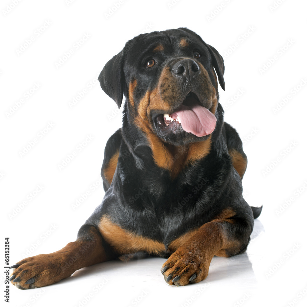 rottweiler rottweiler