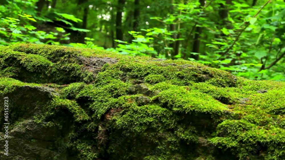 Mossy stone in the forest (move).Camera movement. Mossy stone in the forest (move).Camera movement.