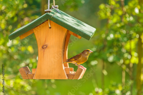 Fotografia, Obraz Greenfinch with seed feeder