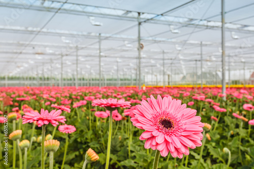 Fotografia Blooming pink gerberas in a Dutch greenhouse