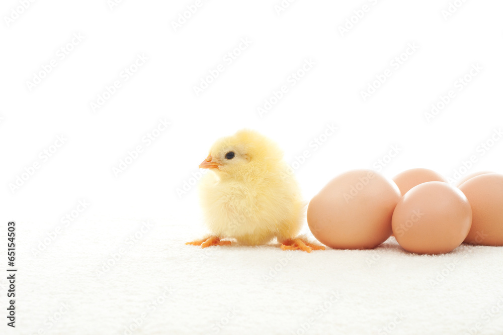little chicken and eggs