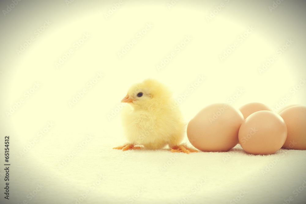 funny yellow chicken and eggs funny yellow chicken and eggs
