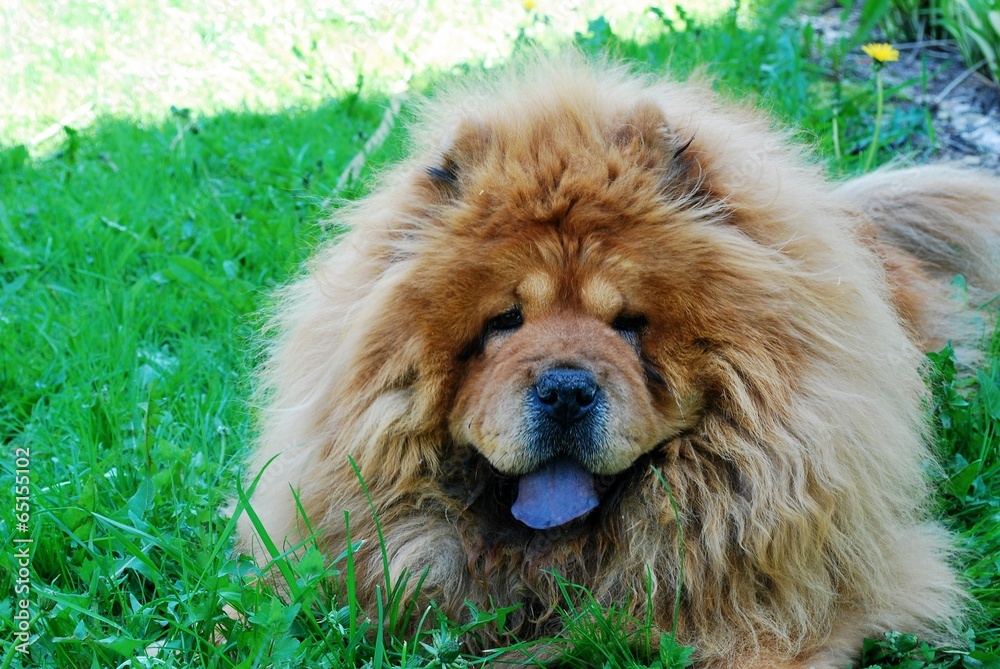 Fototapeta premium Brown chow chow dog in the green grass