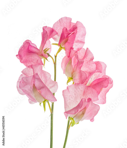 Fényképezés Sweet pea flower