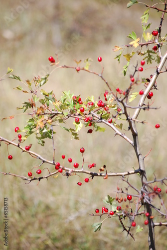Hawthorn in the autumn